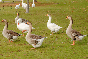 Geese walking on the beach close to the pond