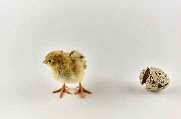 Newborn quail chick with eggshell