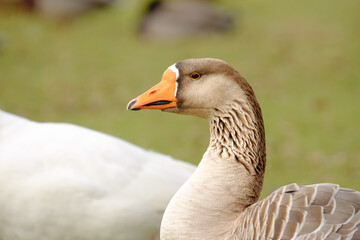 Geese walking on the beach close to the pond