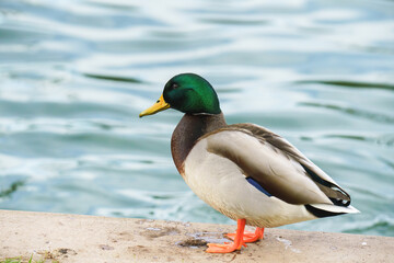 Obraz premium Mallard duck (Anas platyrhynchos). Close up portrait of wild duck