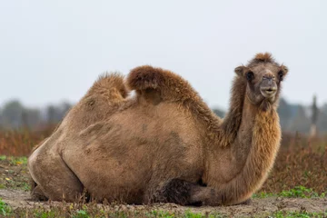 Foto op Plexiglas Camel outdoors in summer.. © Ivan Nakonechnyy