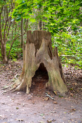 old tree stump in the forest