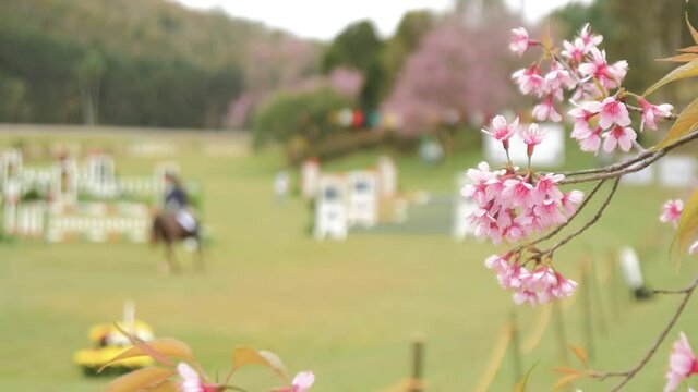 Slow motion close up on sakura tree flowers, composing take with blurred horse and it's jockey on jumping competition as background