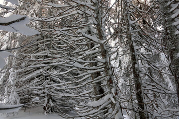 Randonnée en raquettes sur les premières neiges de décembre 2021, sur le plateau du Sornin dans le Vercors en France