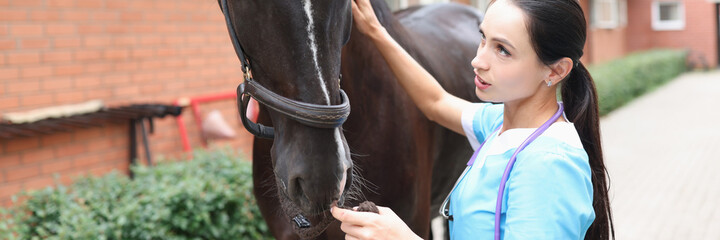 Female veterinarian is getting acquainted with horse