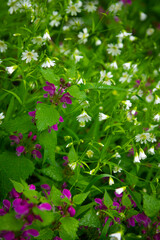 Spring flowers. Blooming stella holostea on a background of green grass