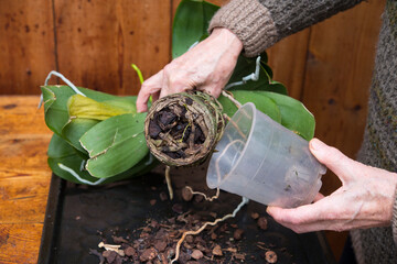 man repotting of moth orchid with damaged roots