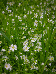 Spring flowers. Blooming stella holostea on a background of green grass