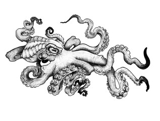 sketch of an octopus contour with shadows in color for a tattoo on the background © Irkis