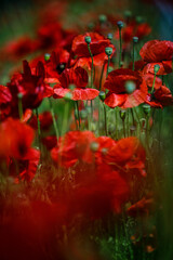 Obraz premium Summer Poppy Meadow