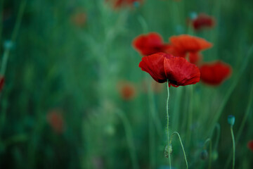 Summer Poppy Meadow