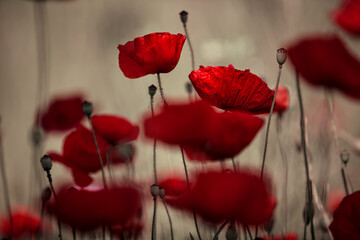 Summer Poppy Meadow
