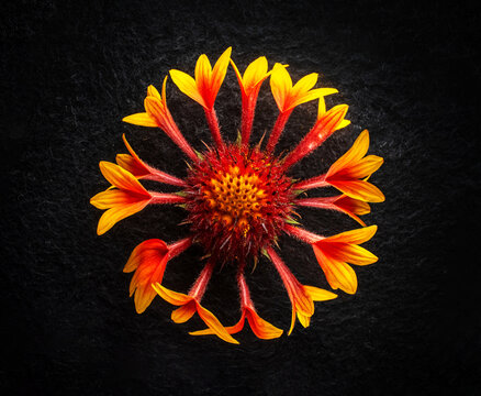 Top view of a flower on black background. Bright and beautiful flower.