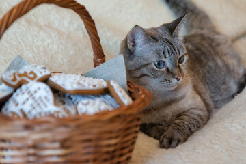 Naklejka na ściany i meble Cute cat with blue eyes at home.