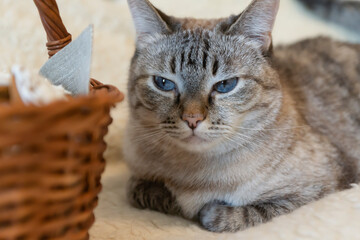 Cute cat with blue eyes at home.