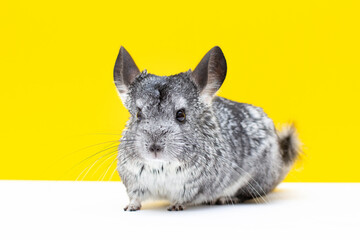 Chinchilla on a white and yellow background