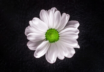 Studio shot of flower on a black background. View above.