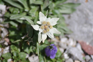 Passo Volaia