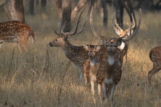 Male chital standing in a row