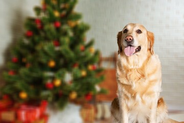 Cute domestic dog posing in christmas setting