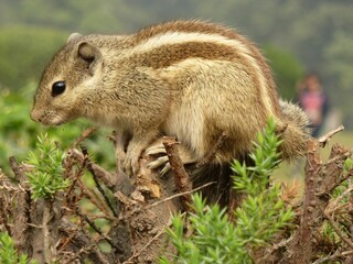 Closeup of a chipmunk sitting in a park in Delhi