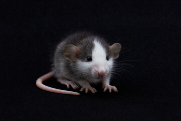 Decorative Dumbo rat background, front view. Animal themes