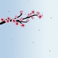 background a cherry blossom branch in the blue sky