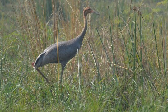 Young saurus crane at Keoladeo Ghana NP