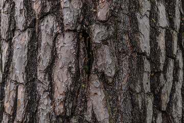 abstract background of old pine bark close up