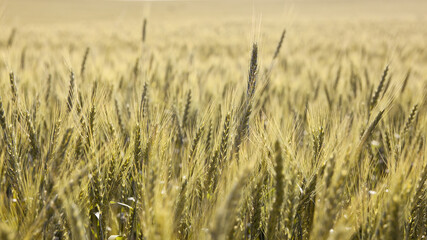 Golden ears of wheat on the field. Ripe wheat in the agricultural field