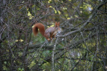 Squirrel climbing on a tree