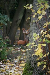 Squirrel climbing on a tree