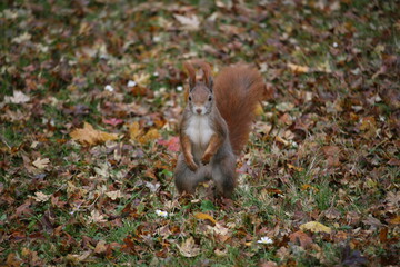 Squirrel on the ground