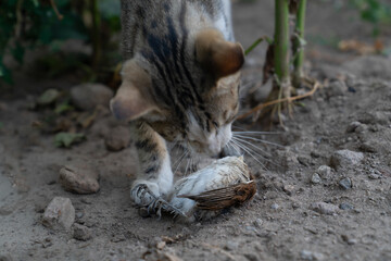 Gray tabby cat hunted sparrow.