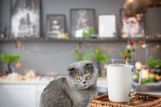 Cute cat looking and sniffing glass of milk on table in kitchen.