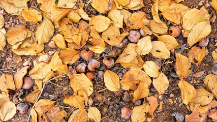 Hojas secas de caqui