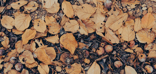 Hojas secas de caqui