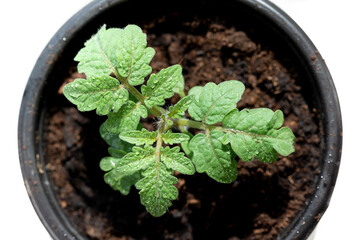 Cherry tomato small bush, top view. The concept of growing vegetables at home, healthy nutrition, organic products.
