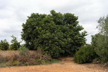 Fototapeta premium Gran árbol del aguacate 