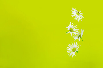 Beautiful flying white daisies camomile falling and levitating against bright green background. Creative spring bloom or floral layout.