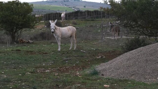 White donkey in freedom in the Italian countryside