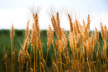 Close-up ripe golden wheat ears. Golden wheat field under sunlight.