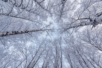 Obraz premium Tree branches under the snow in the winter forest.