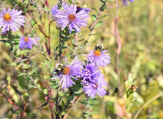 Bees on asters 