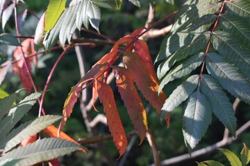Leaves changing colors in fall