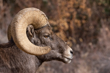 Big Horn Sheep in Waterton Canyon