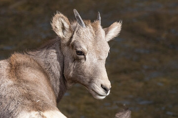 Big Horn Sheep in Waterton Canyon