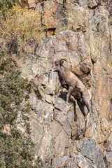 Big Horn Sheep in Waterton Canyon
