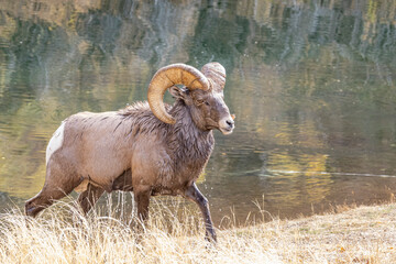 Big Horn Sheep in Waterton Canyon