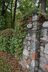 Vines on a brick wall